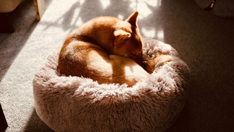 How to Choose an Orthopedic Dog Bed: Foam Types, Sizing and When It Actually Matters