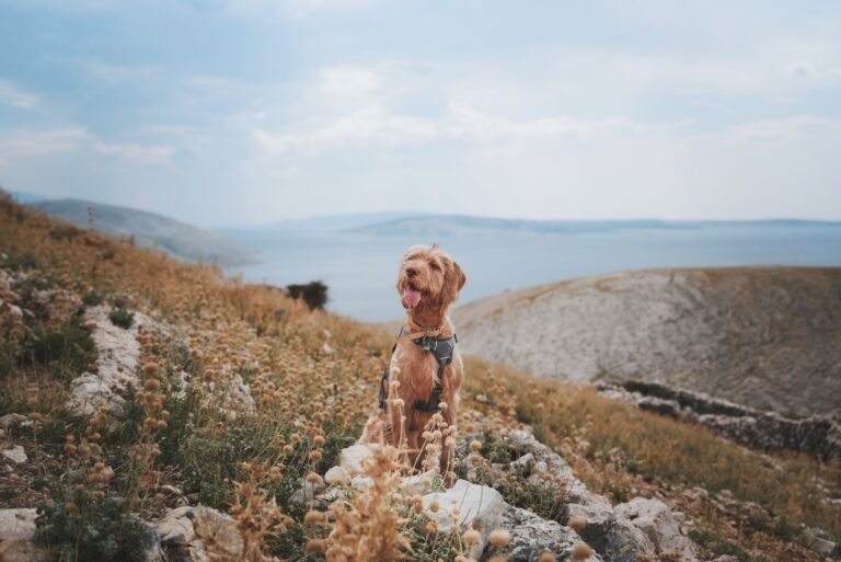 Best GPS Trackers for Dogs (2026): Fi vs Tractive Compared