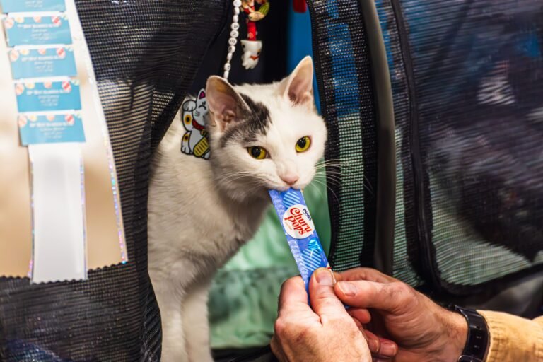How to Choose a Cat Carrier for Flights: Sizes, Airline Rules and Crash Safety