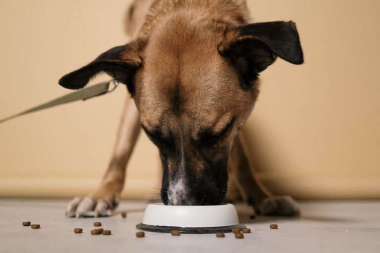 Best Automatic Pet Feeders with Cameras (2026)